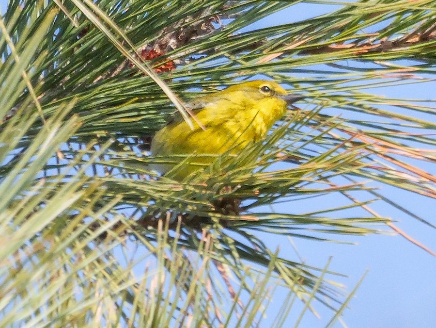 Pine Warbler - Roger Horn