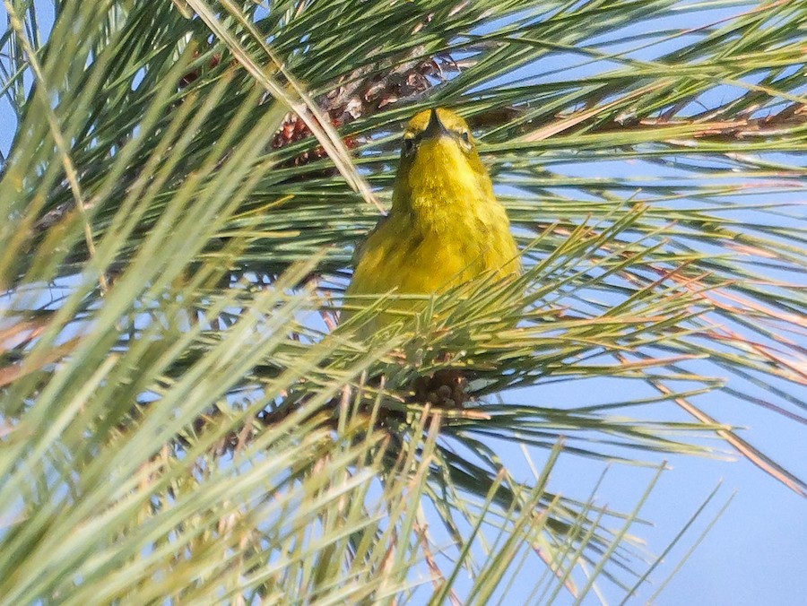 Pine Warbler - Roger Horn