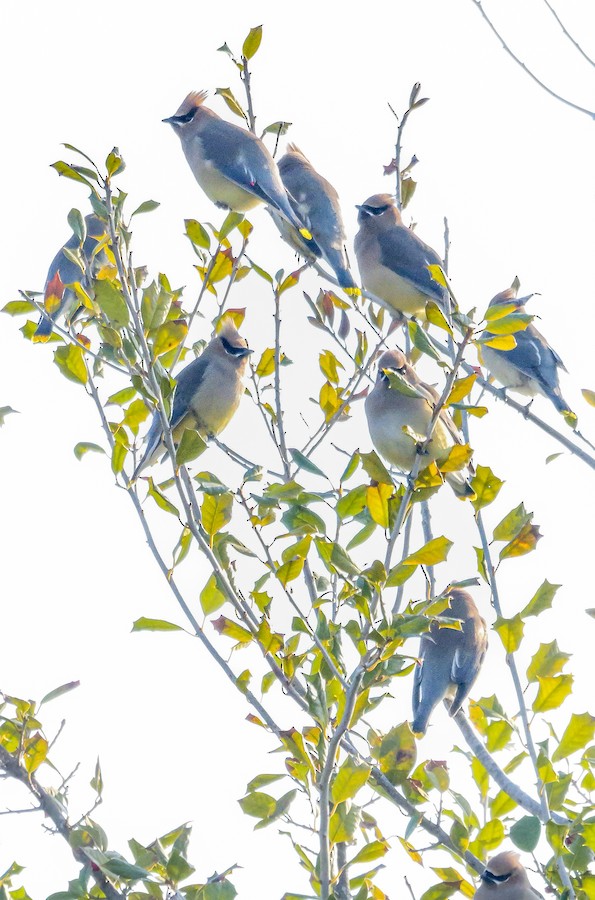 Cedar Waxwing - Roger Horn