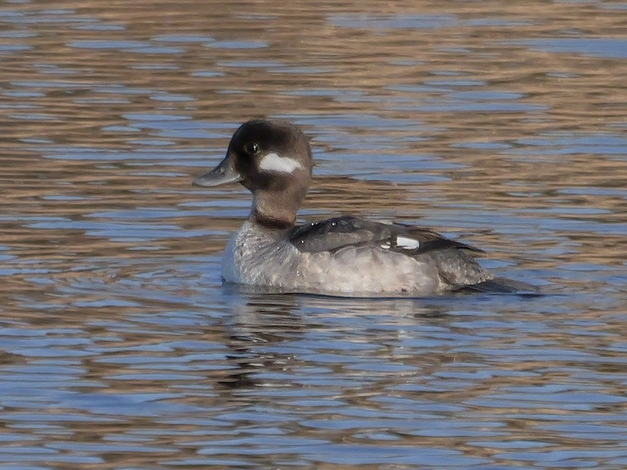 Bufflehead - Roger Horn