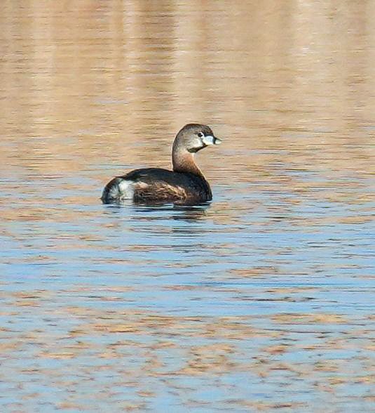 Pied-billed Grebe - Kathleen Horn
