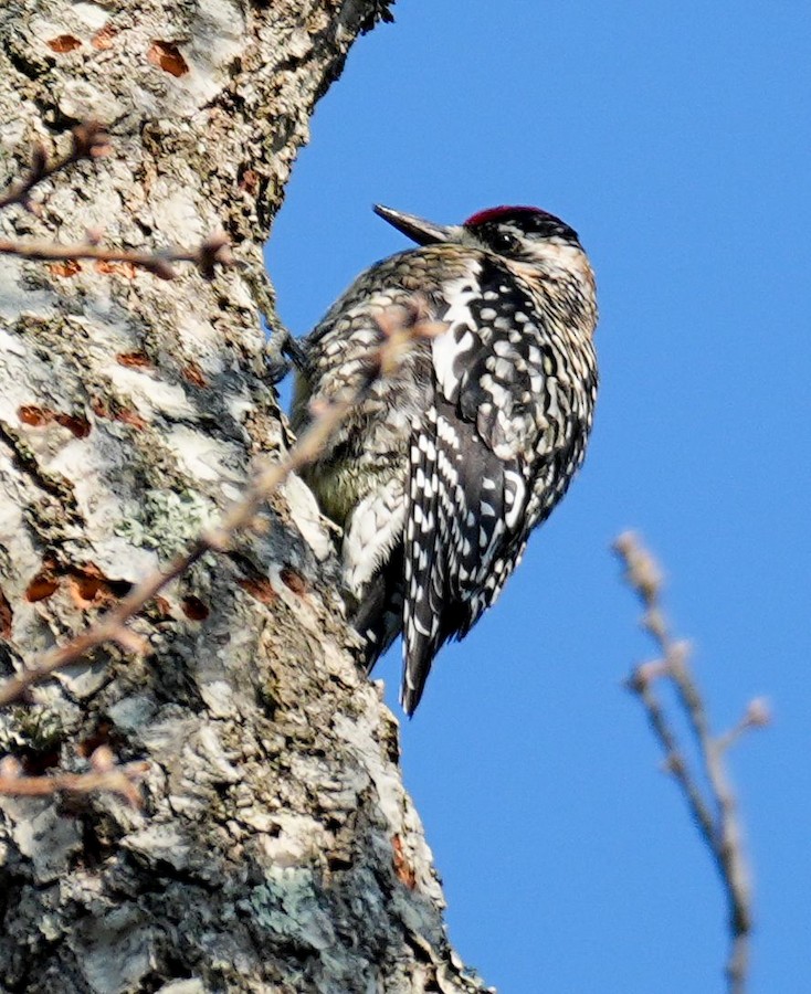 Yellow-bellied Sapsucker - Kathleen Horn