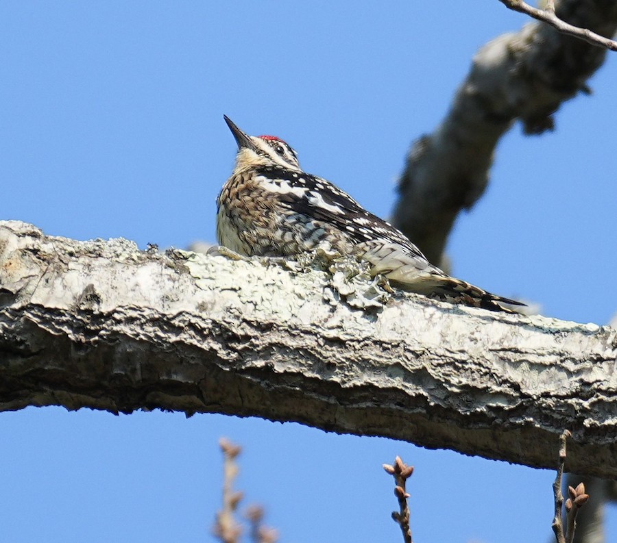 Yellow-bellied Sapsucker - Kathleen Horn