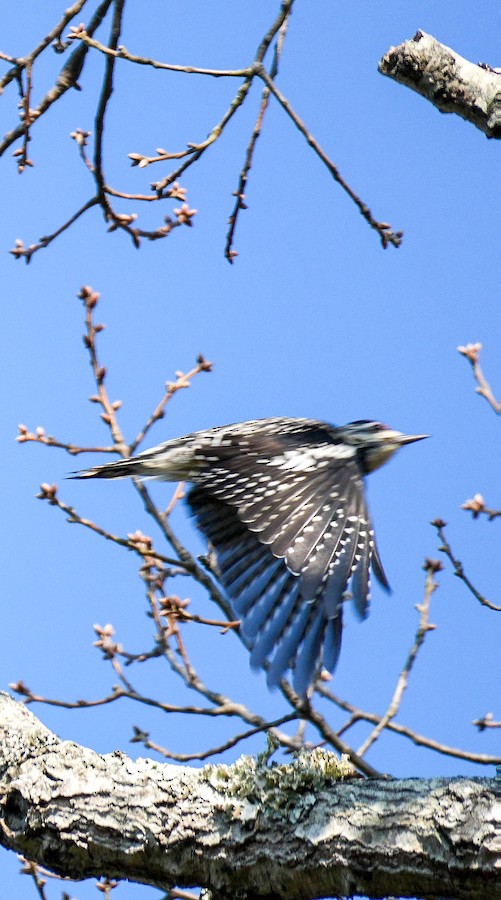 Yellow-bellied Sapsucker - Kathleen Horn