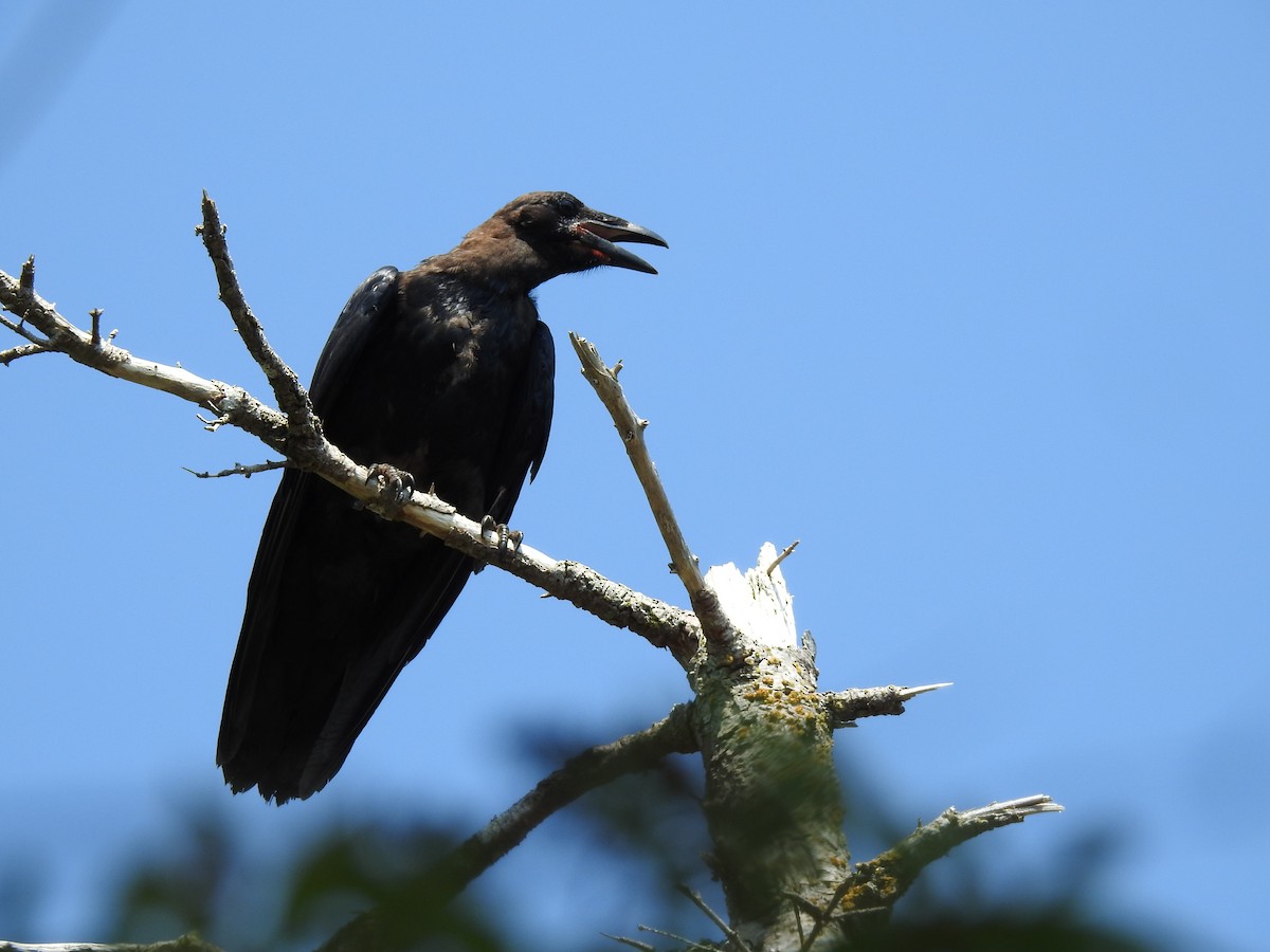 Common Raven - Jean W. Côté