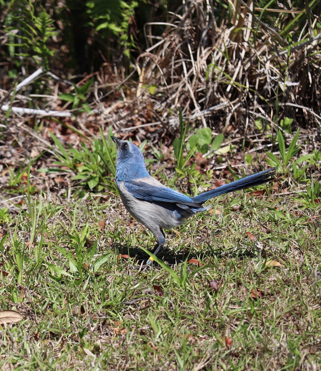 Florida Scrub-Jay - ML653235951