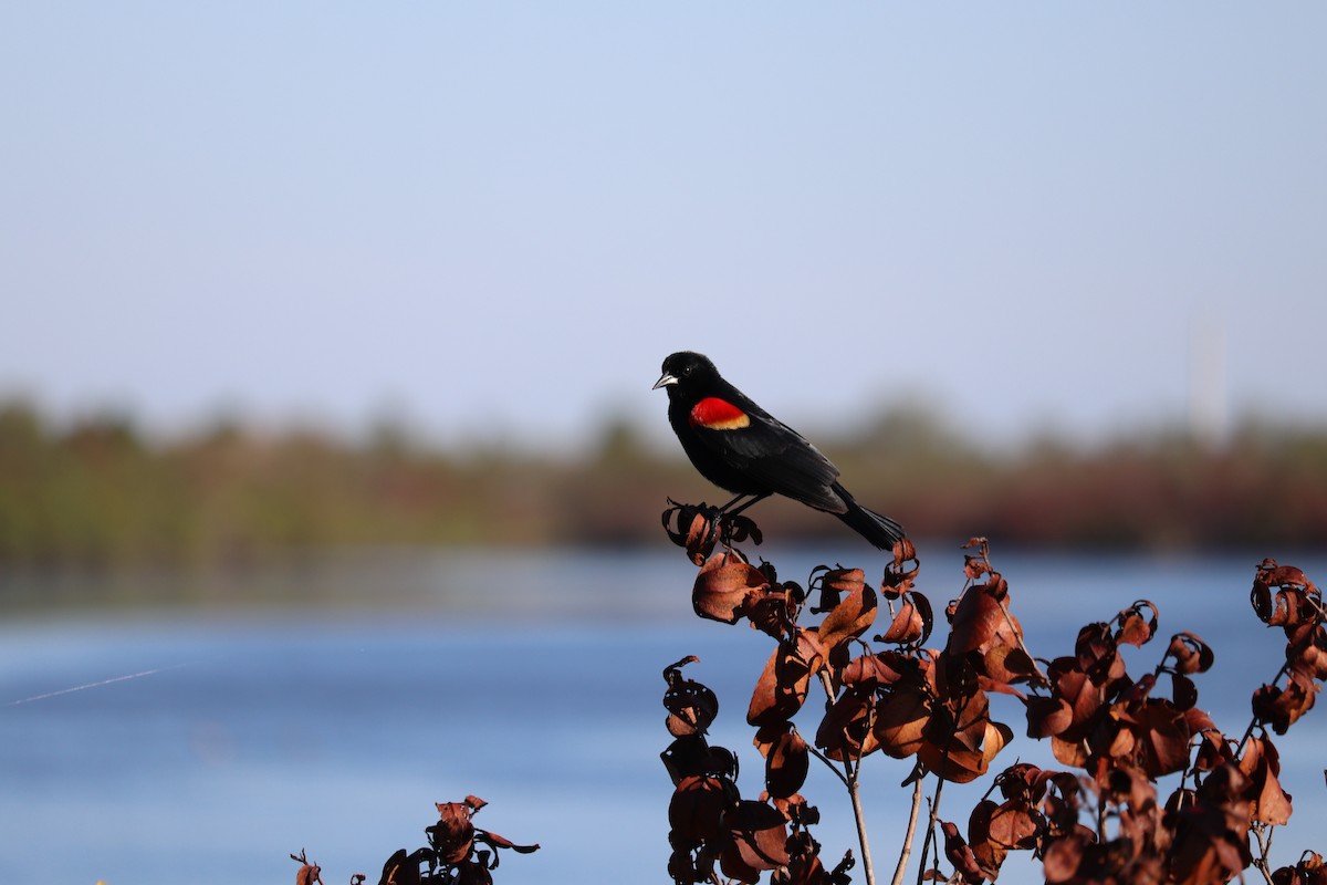 Red-winged Blackbird - ML653236043
