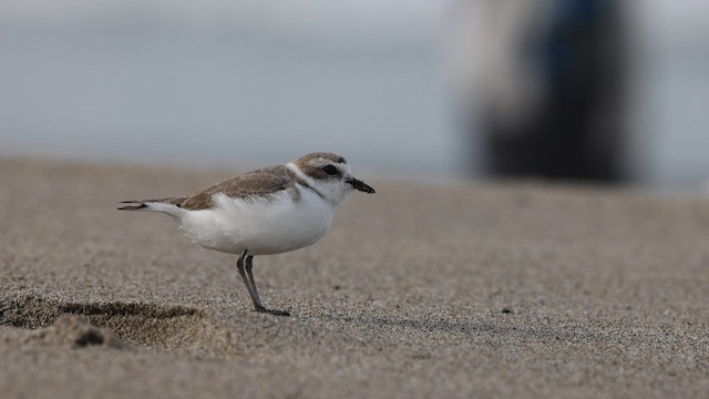 Snowy Plover - ML653236626