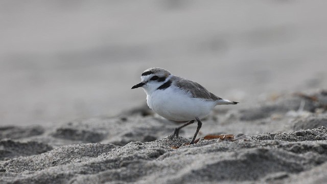 Snowy Plover - ML653237203