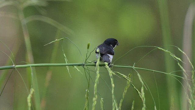 Ak Kanatlı Tohumcul (murallae) - ML653237749