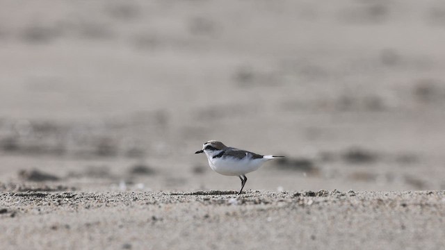 Snowy Plover - ML653238049