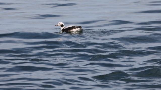 Long-tailed Duck - ML653238749