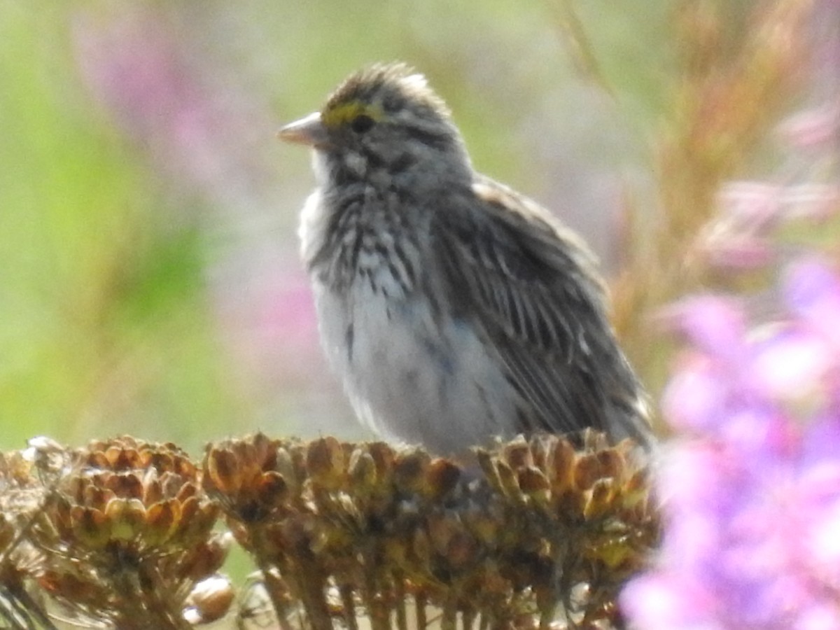 Savannah Sparrow - Jean W. Côté