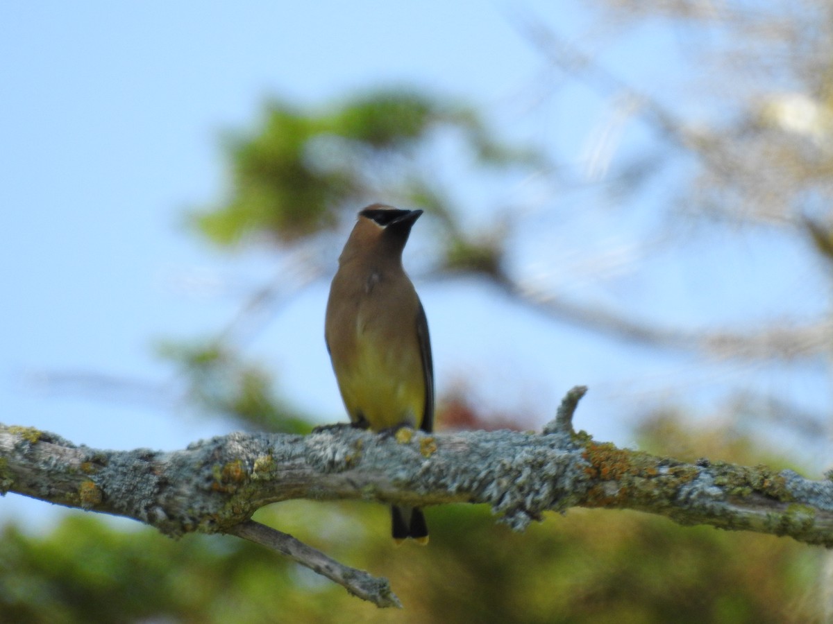 Cedar Waxwing - ML65323961