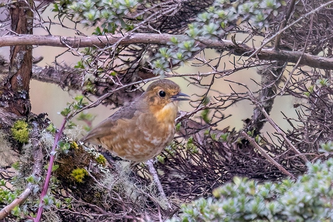 Boyaca Antpitta - ML653240286