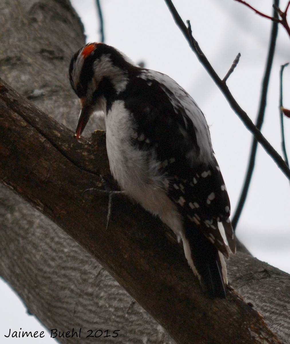 Hairy Woodpecker - ML65324191
