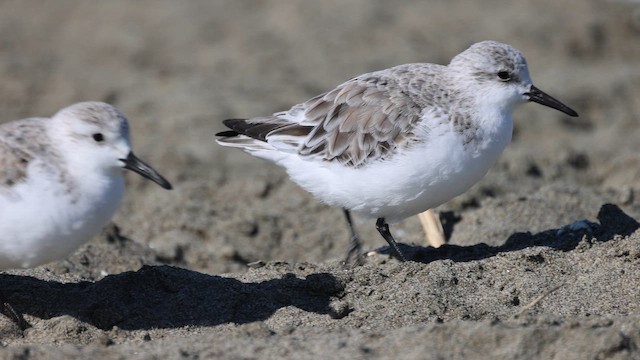 Sanderling - ML653242784