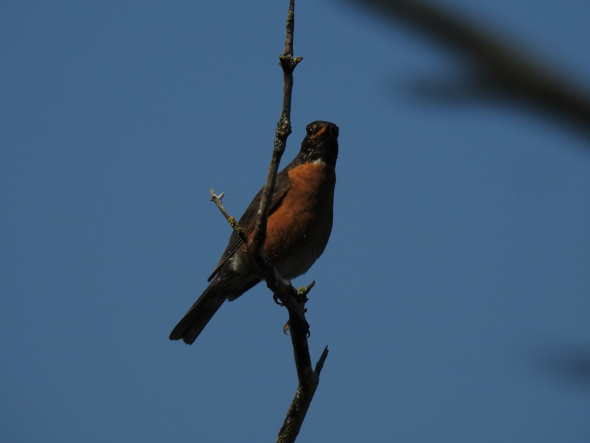 American Robin - Jean W. Côté