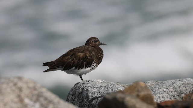 Black Turnstone - ML653245014