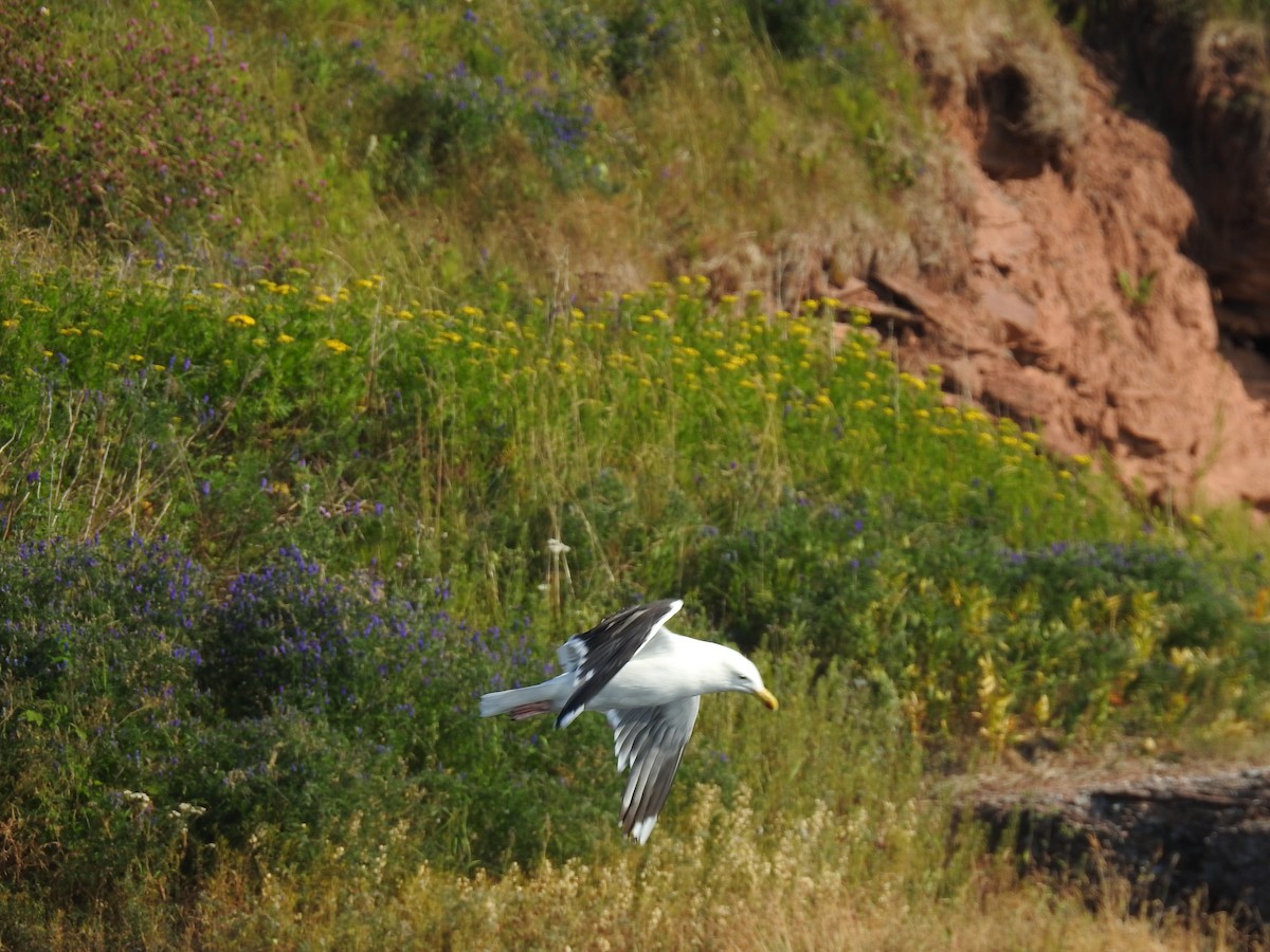 Great Black-backed Gull - ML65324521