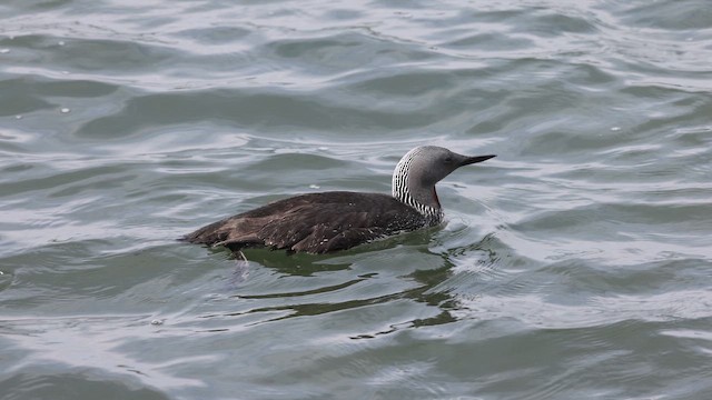 Red-throated Loon - ML653246317