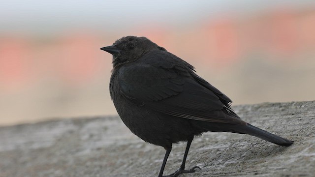 Brewer's Blackbird - ML653246733