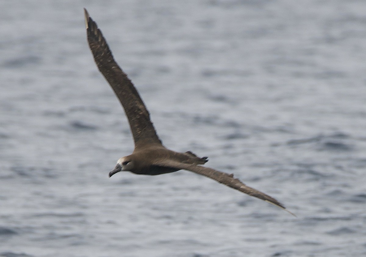 Черноногий альбатрос - ML653247686