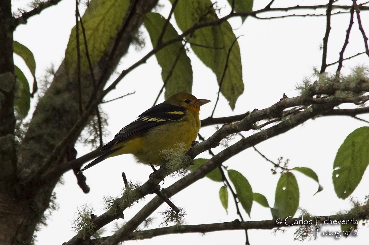 Western Tanager - ML65324781