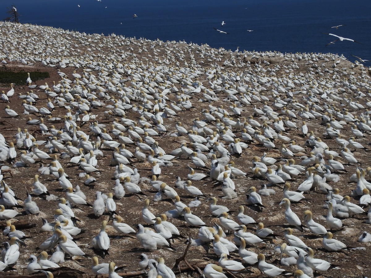 Northern Gannet - Jean W. Côté