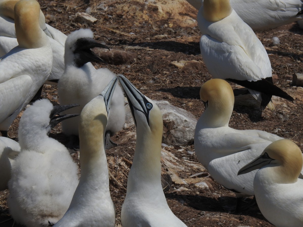 Northern Gannet - Jean W. Côté