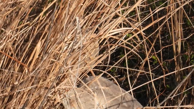 herodiashegre (herodias gr.) - ML653249376