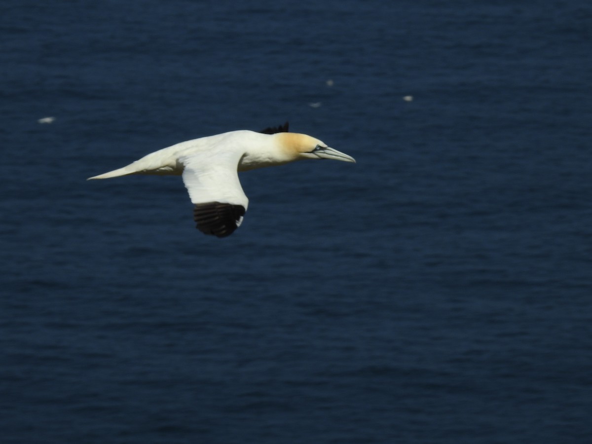 Northern Gannet - ML65324961