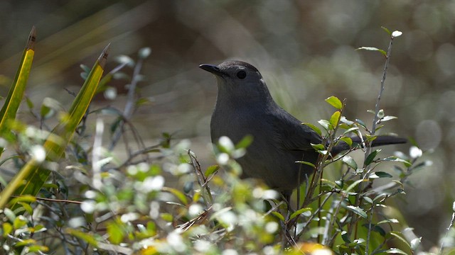 ネコマネドリ - ML653250374