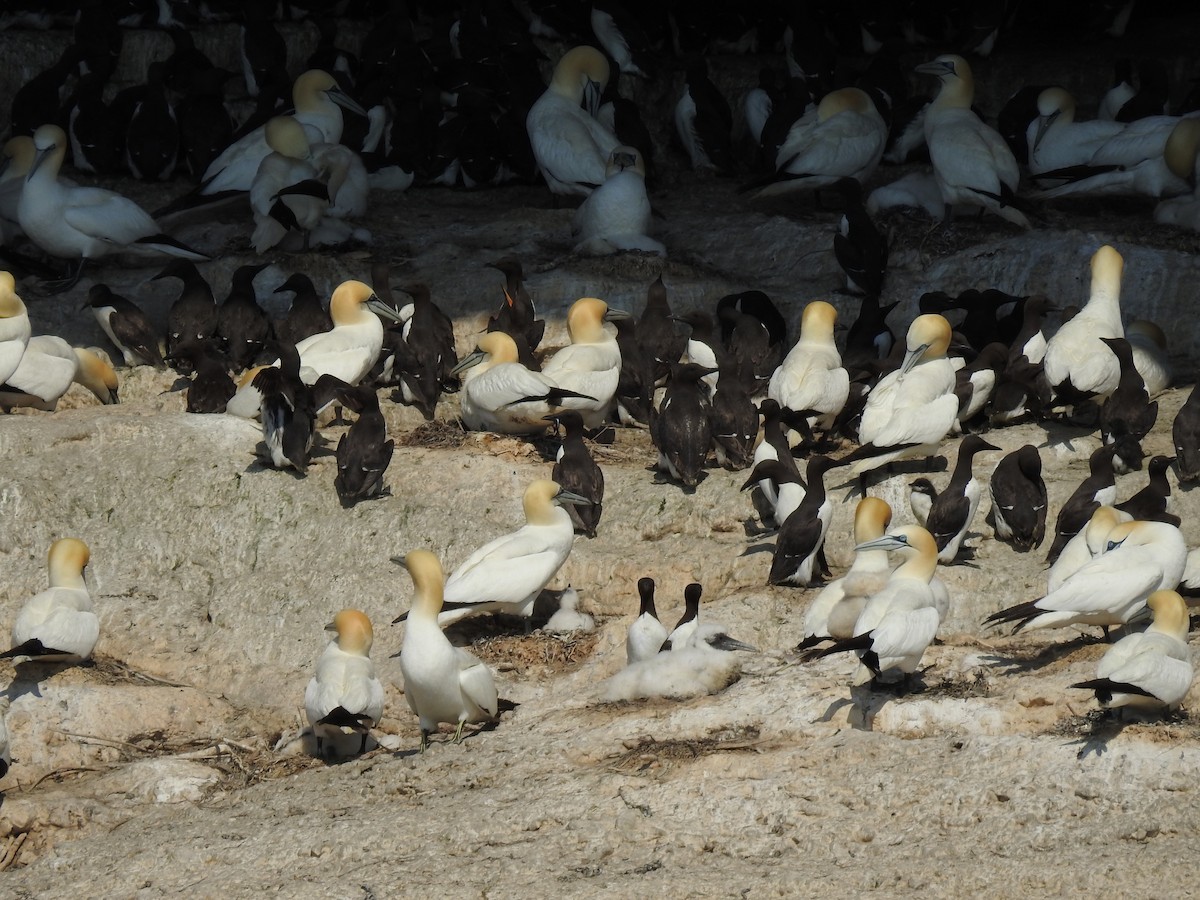 Common Murre - Jean W. Côté