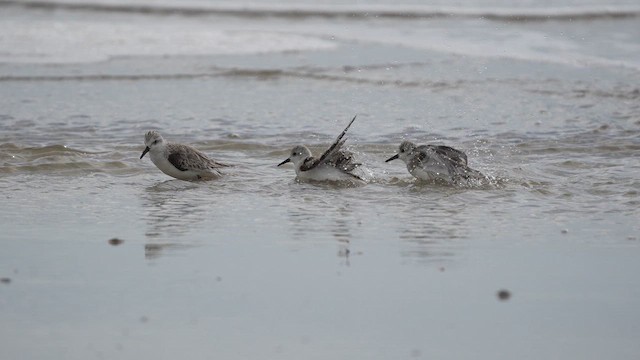 Sanderling - ML653250517