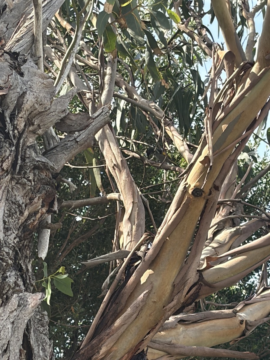 Crescent Honeyeater - ML653250666