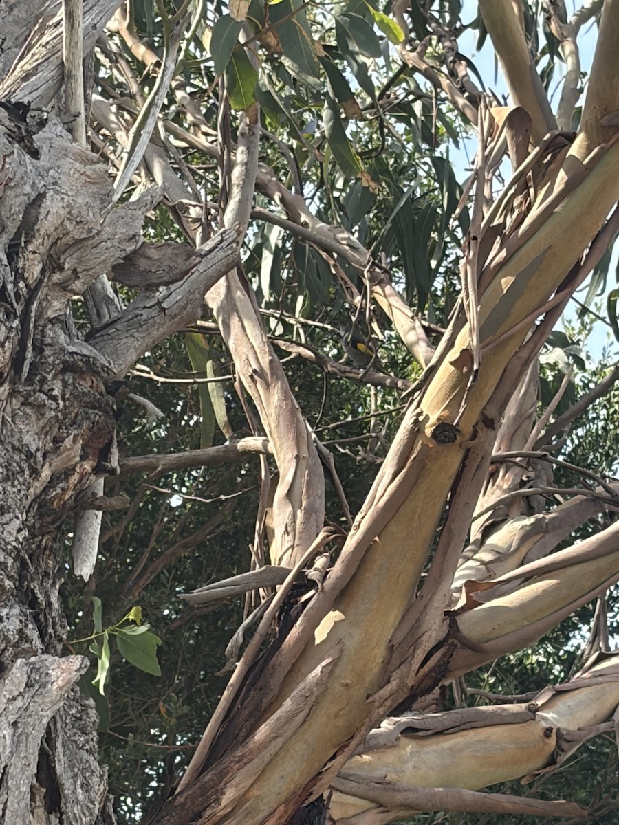 Crescent Honeyeater - ML653250667