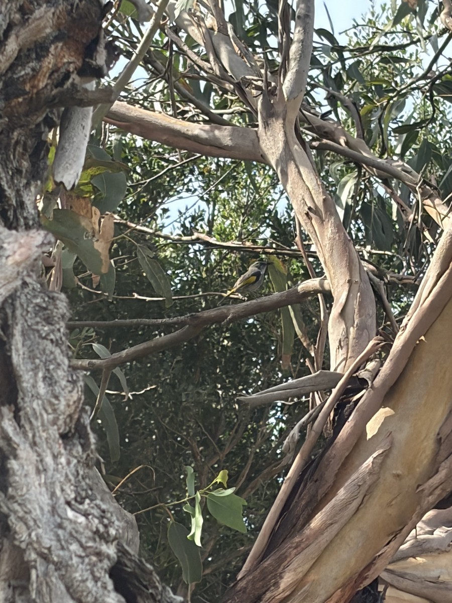 Crescent Honeyeater - ML653250669