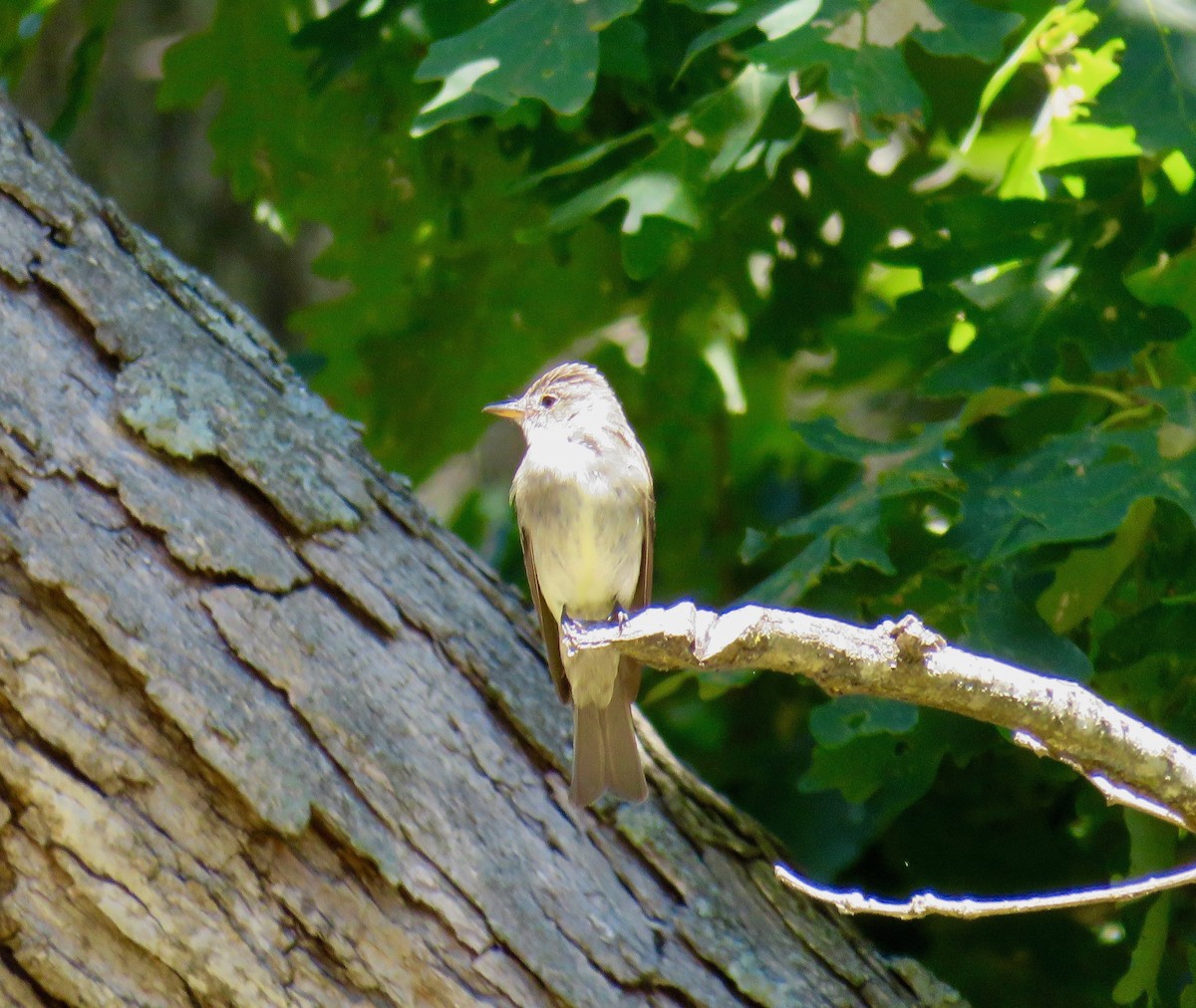 Eastern Wood-Pewee - Ann Tanner