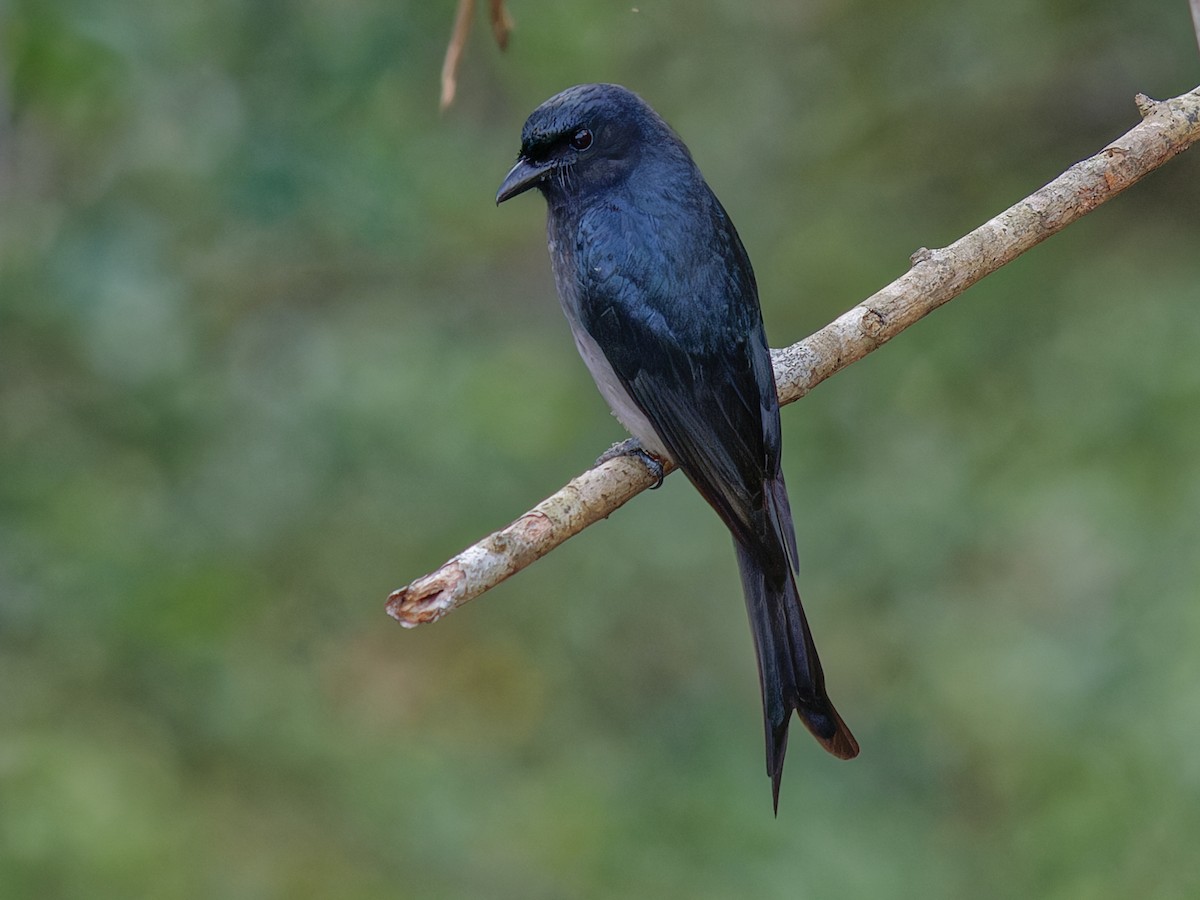 White-bellied Drongo - Dicrurus caerulescens - Birds of the World