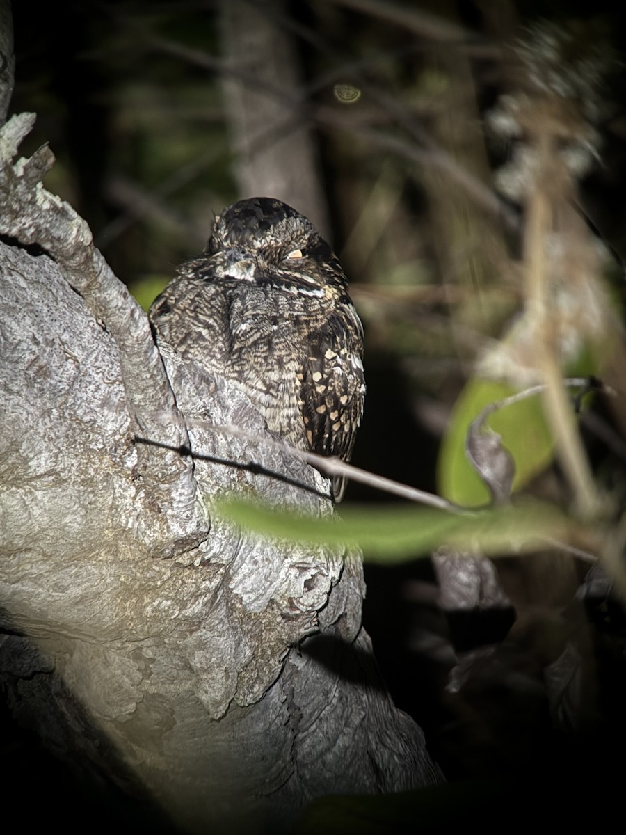 Todd's Nightjar - ML653252029