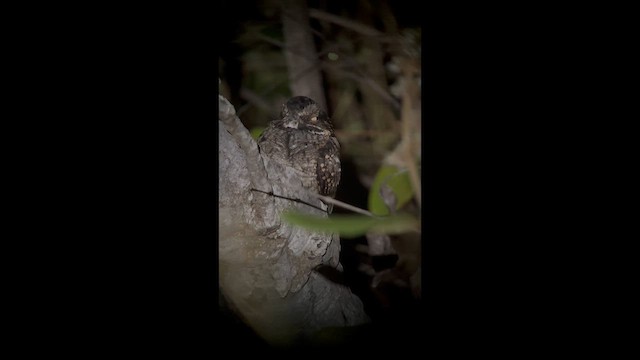 Todd's Nightjar - ML653252032