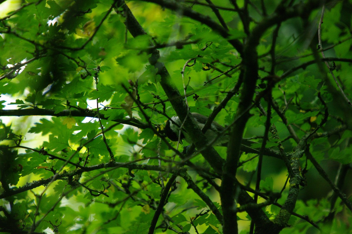 Marsh/Willow Tit - Anonymous