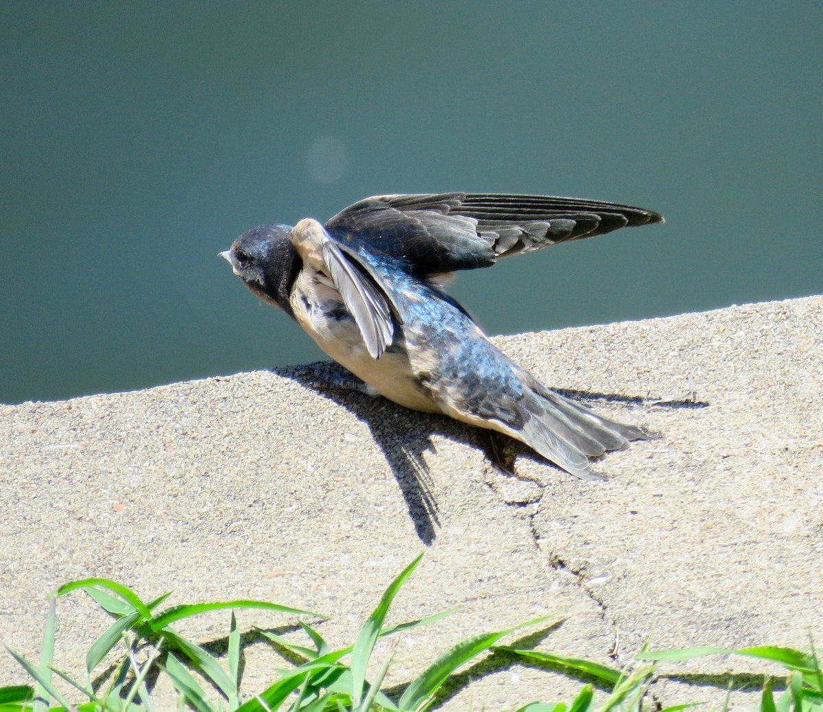 Barn Swallow - Ann Tanner