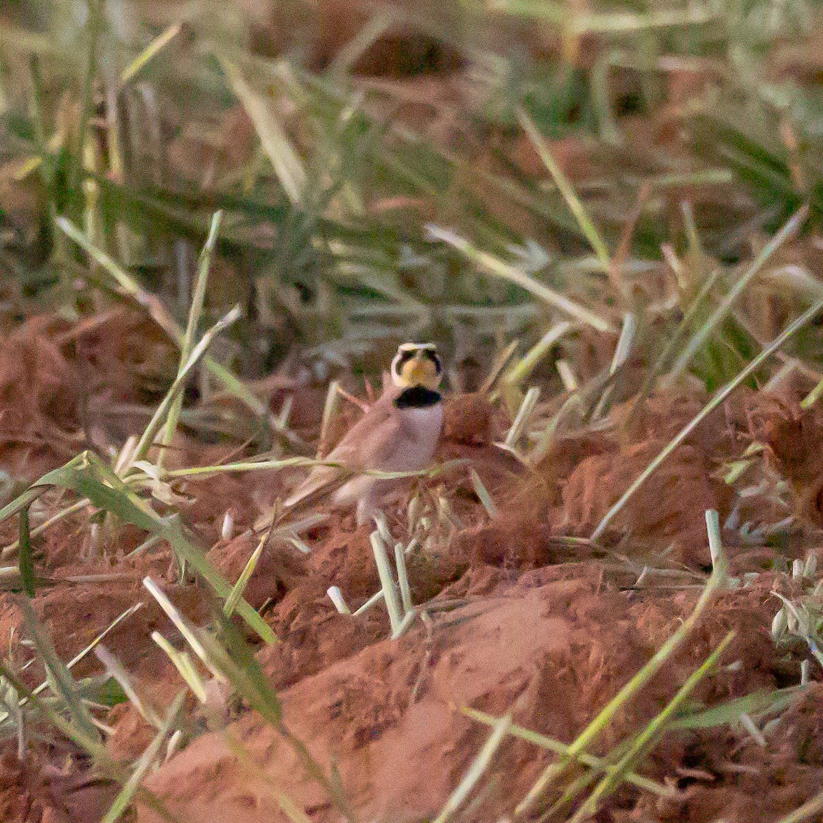 Hegatxabal adarduna - ML653253835