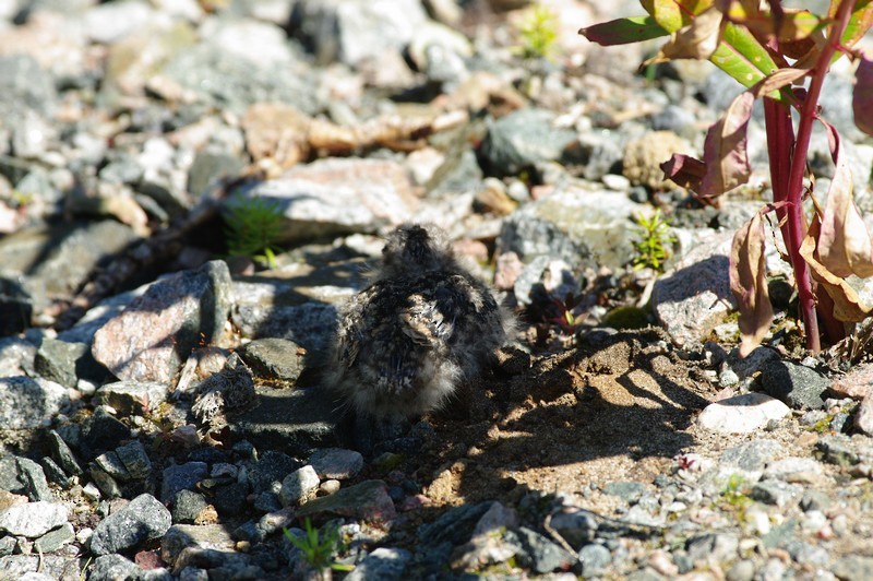 Common Nighthawk - ML65325471