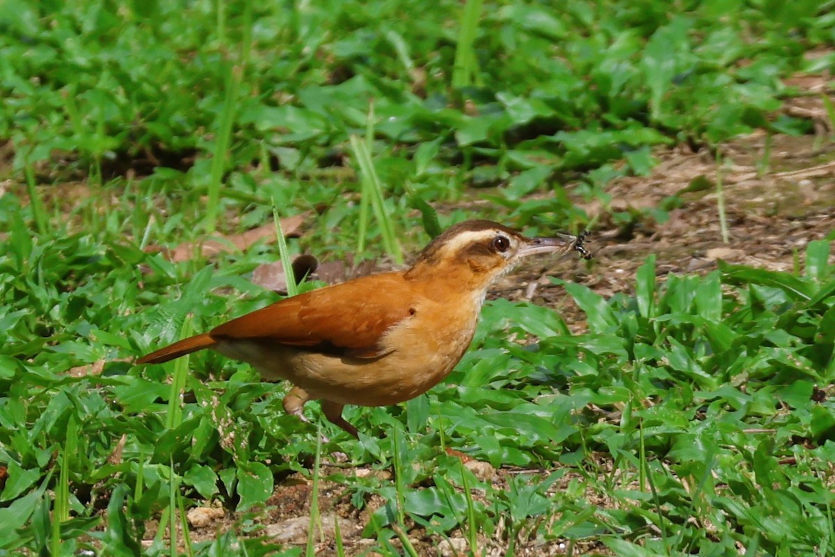 Pale-legged Hornero - ML653254849