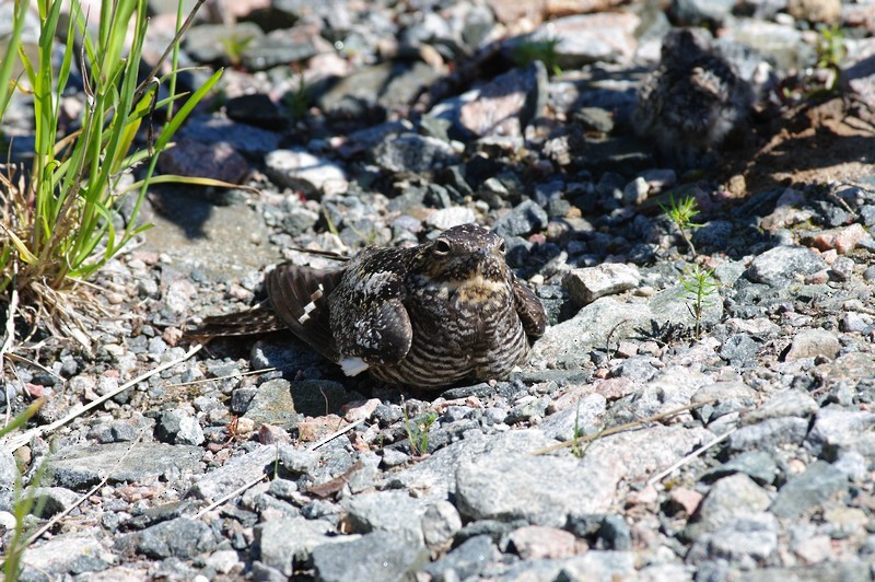 Common Nighthawk - ML65325501