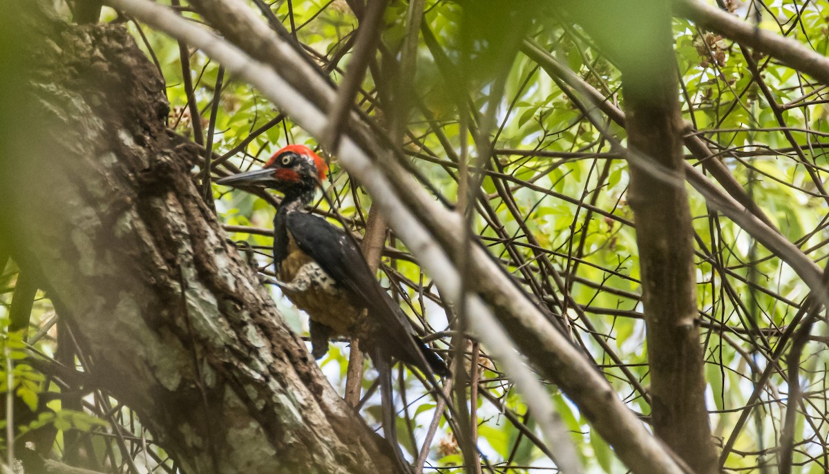 White-bellied Woodpecker - ML653255443