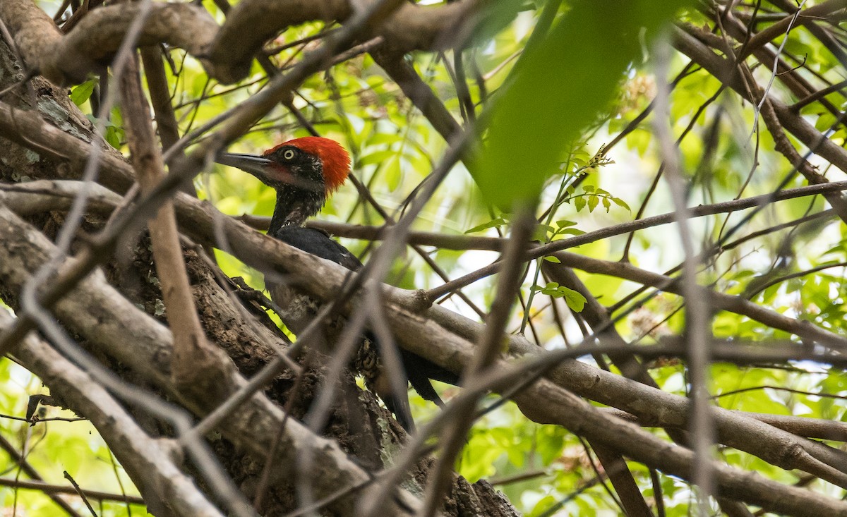 White-bellied Woodpecker - ML653255444